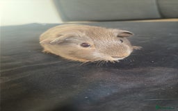 Guinea Pig rodents for sale: Female guinea pig for sale  - Image 3