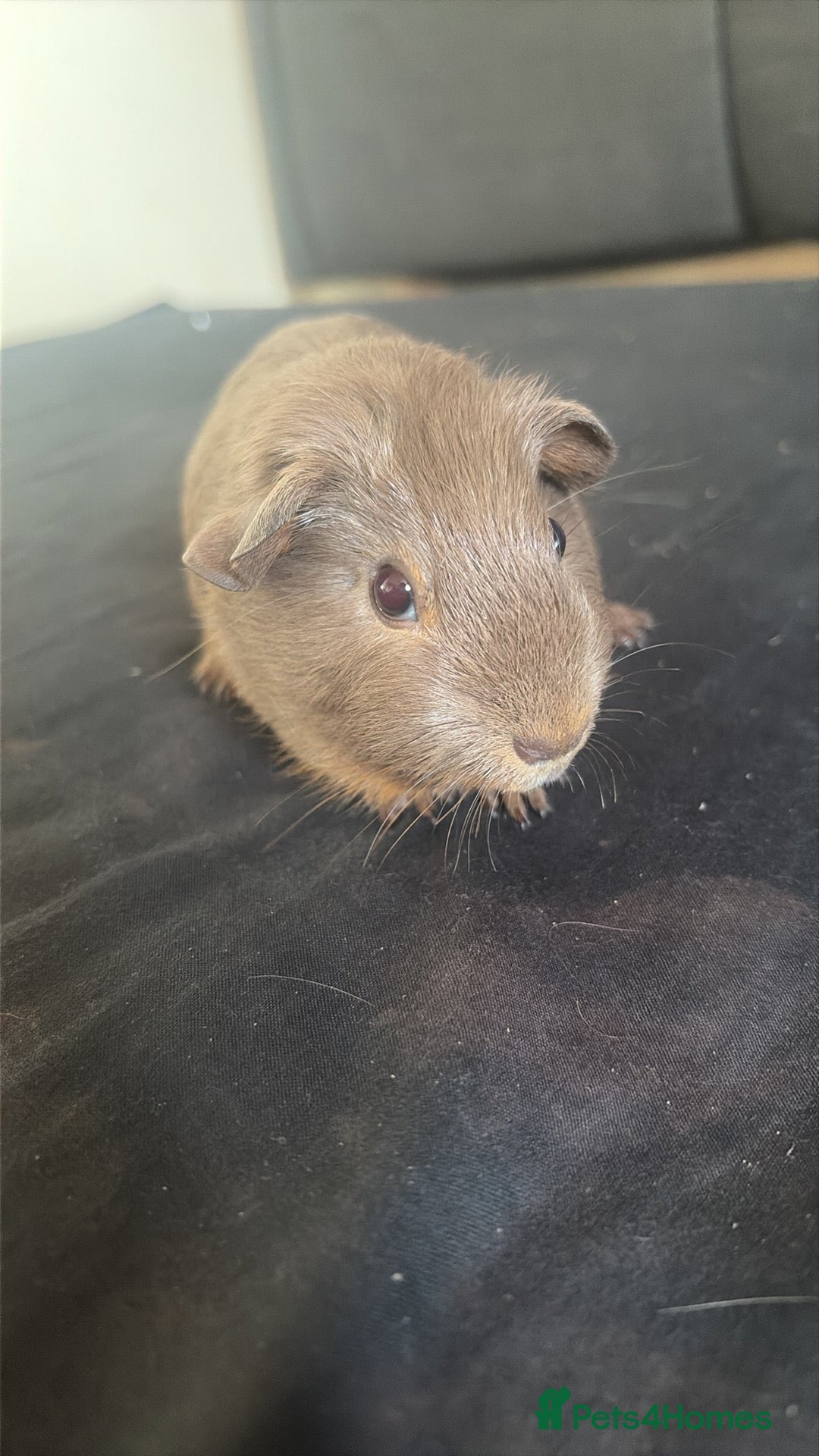 Guinea Pig rodents for sale: Female guinea pig for sale  - Image 3