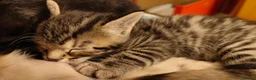 Mixed Breed cats for sale: Beautiful half Bengal kittens available - Advert 13
