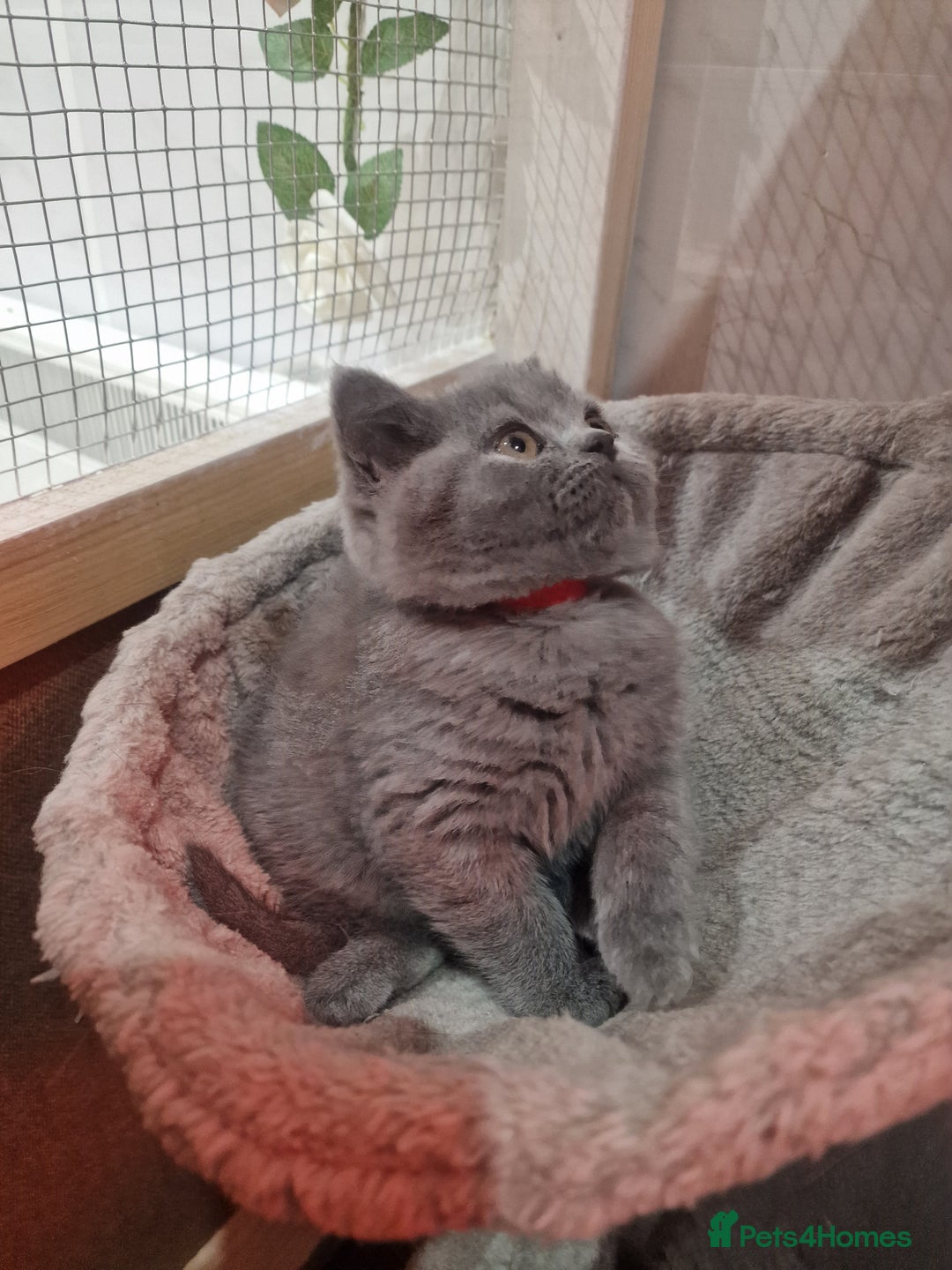 British Shorthair cats for sale: Champion Gccf chunky kittens  - Advert 2