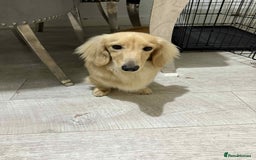 Miniature Dachshund dogs for stud: Miniature male Dachshund for stud  - Advert 3