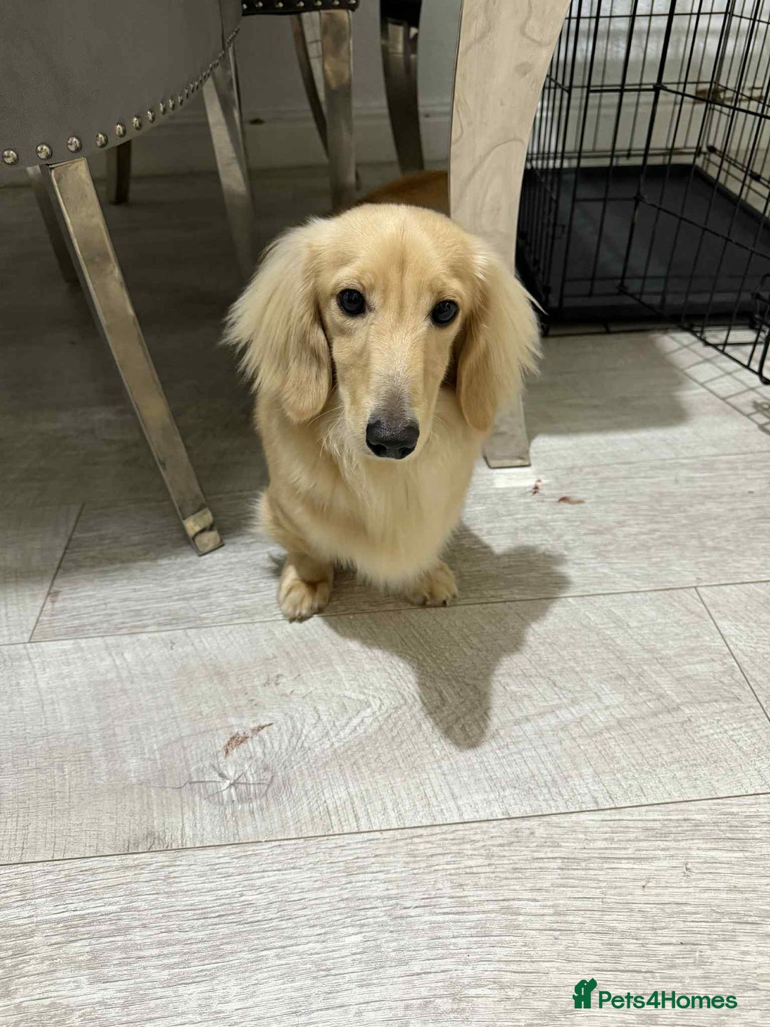 Miniature Dachshund dogs for stud: Miniature male Dachshund for stud  - Advert 3