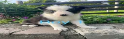 Border Collie dogs for sale: 6 Adorable Border Collie Puppies  in Brecon - Advert 6