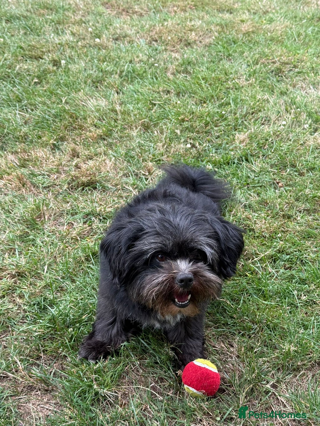 Mixed Breed dogs for stud: Mix-Breed Dog Available for Stud - Advert 2