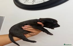 Mixed Breed dogs for sale: Weimaraner / German Shepherd puppies - Advert 15