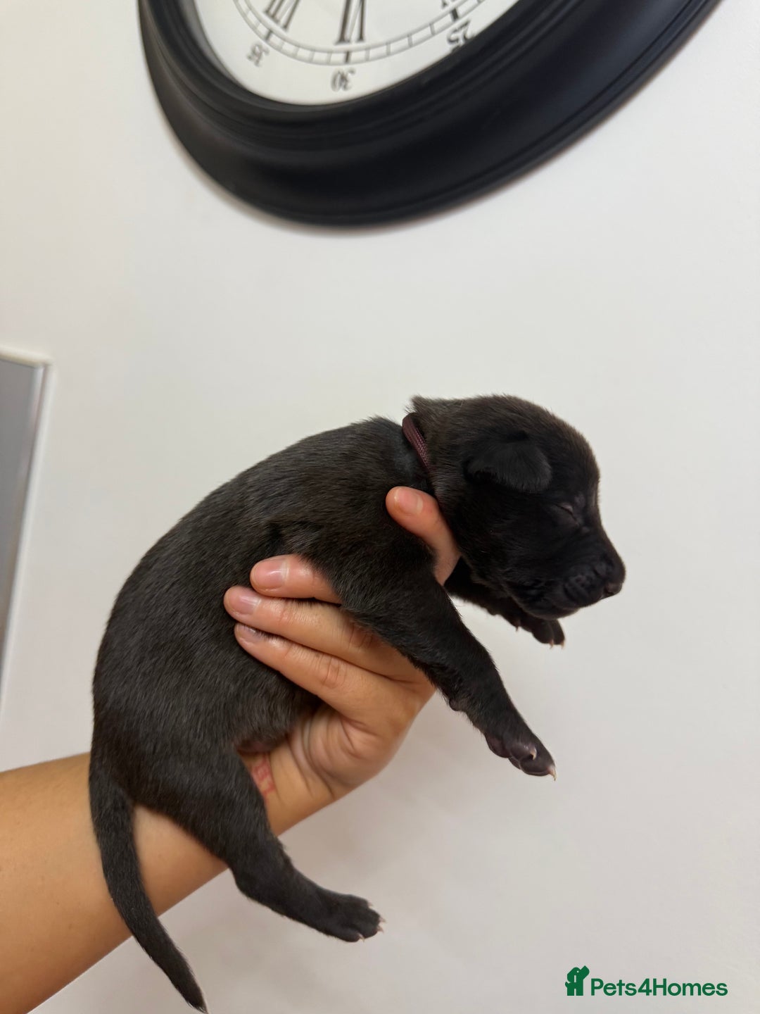 Mixed Breed dogs for sale: Weimaraner / German Shepherd puppies - Advert 15