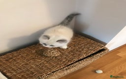 Ragdoll cats for sale: Beautiful Flame/ Cream Ragdoll kittens - Advert 4
