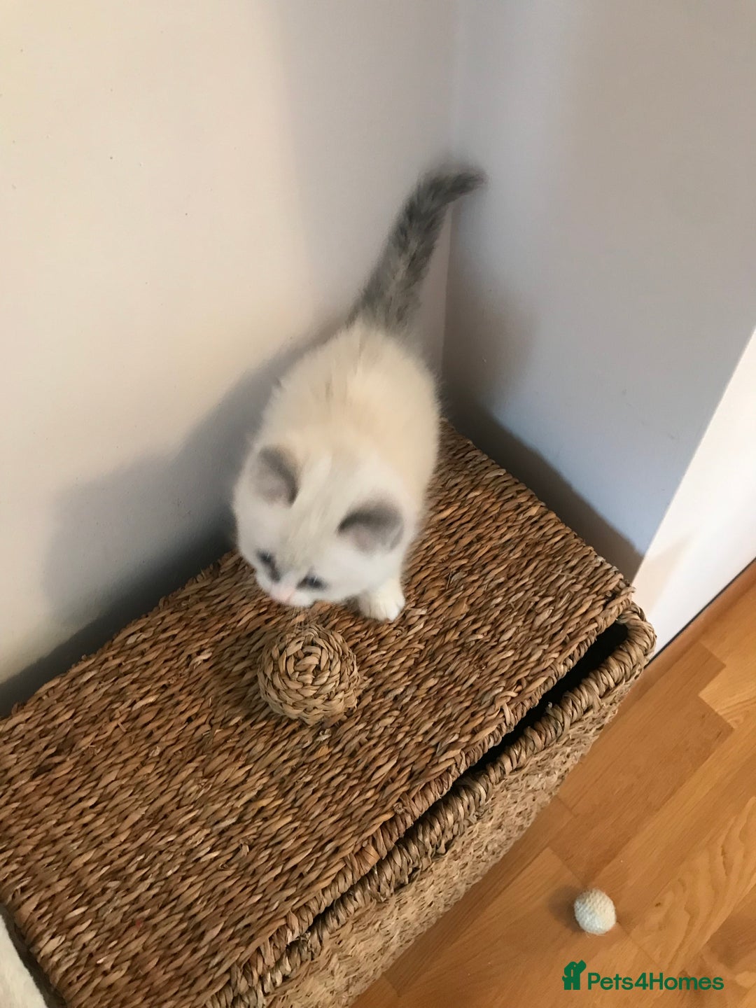 Ragdoll cats for sale: Beautiful Flame/ Cream Ragdoll kittens - Advert 4