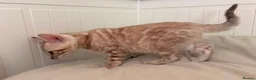 Bengal cats for sale: Tica Registered Bengal Kittens - Snow and Brown - Advert 3