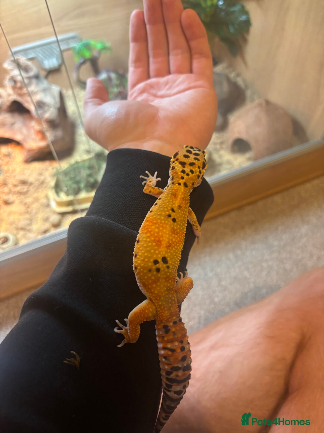Leopard Gecko reptiles for sale: Tango Leopard Gecko - Advert 1