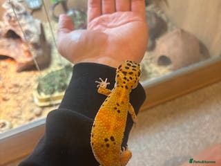 Leopard Gecko reptiles Tango Leopard Gecko - Advert 3