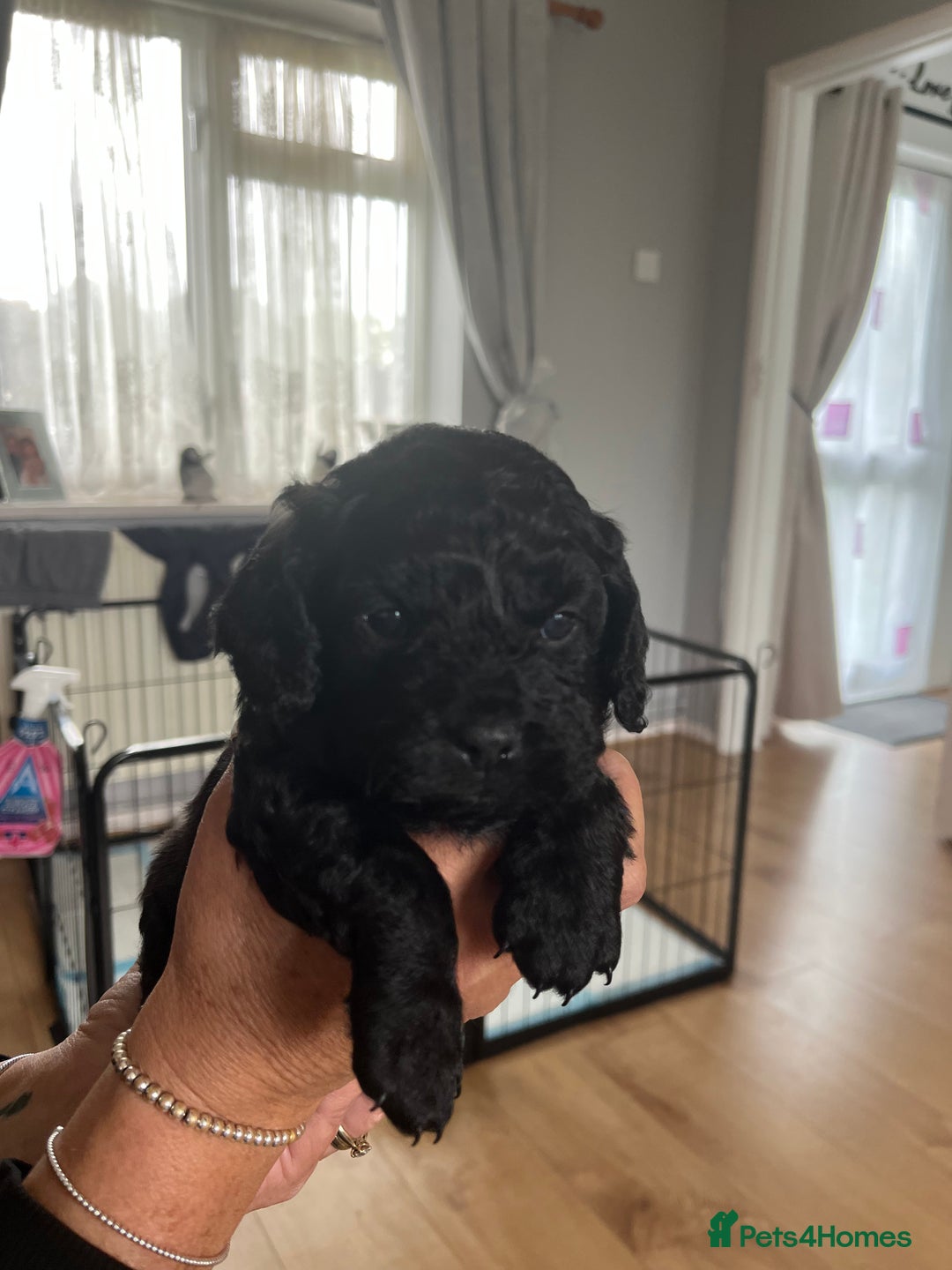 Mixed Breed dogs for sale: Pugcockapoo - Image 2