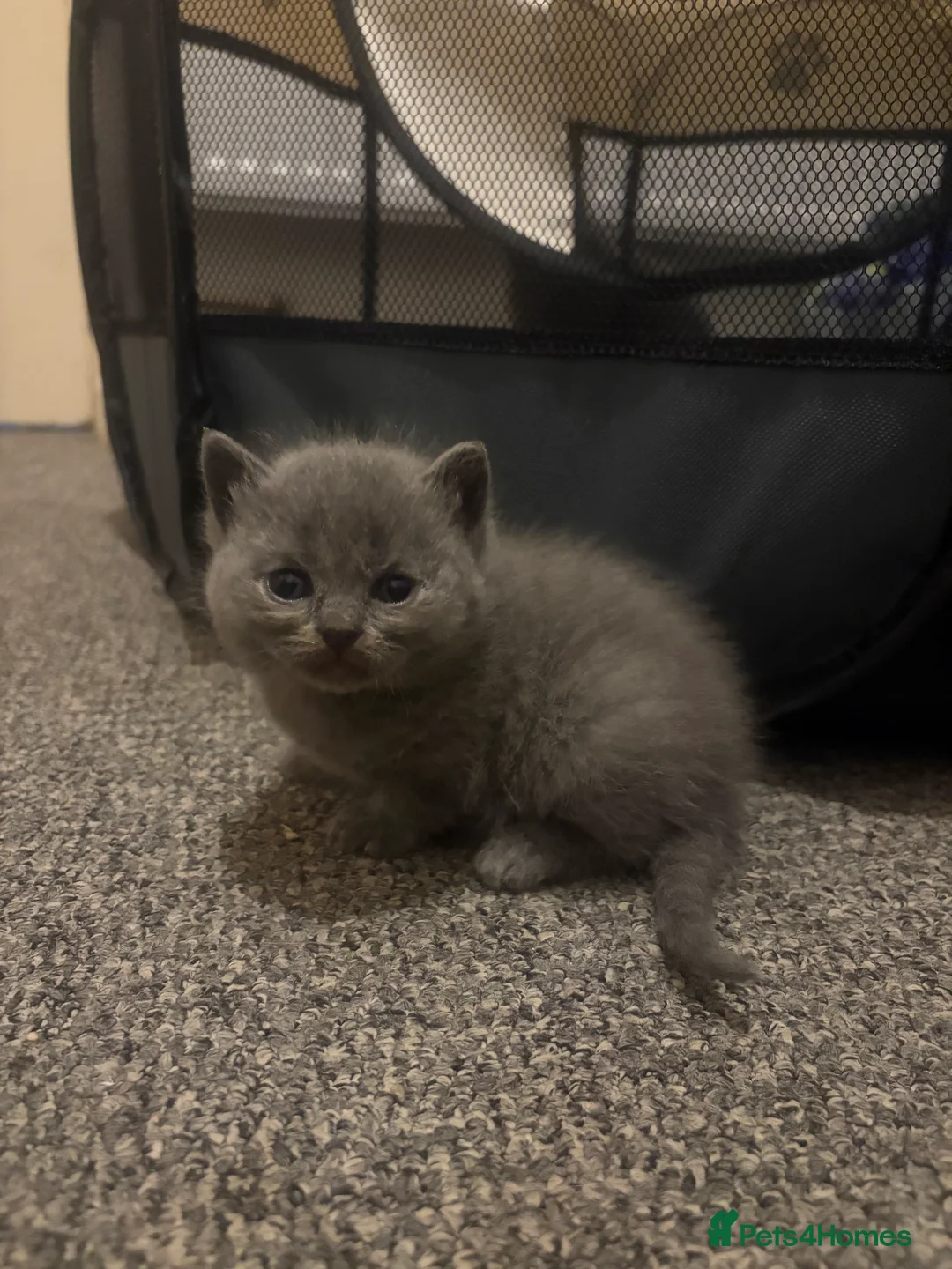 British Shorthair cats for sale: 5 Blue British shorthair kittens  - Advert 9