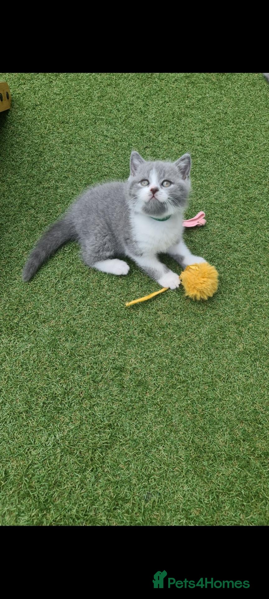 British Shorthair cats British shorthair kittens  - Advert 6