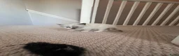Ragdoll cats for sale: ❤️Beautiful Ragdoll Kittens❤️ in Brentwood - Advert 14