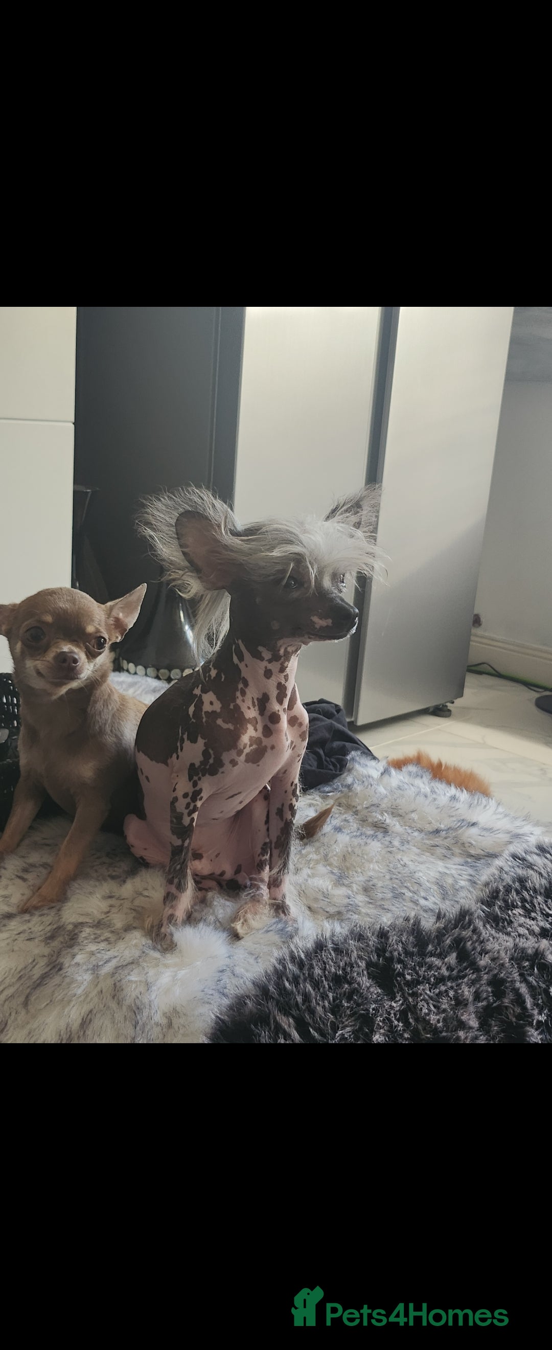 Mixed Breed dogs for sale: Tiny hairless Chinese crested/chihuahua pup  - Image 2