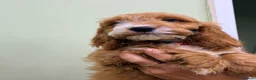 Cockapoo dogs for sale: F1 Toy Size Beautiful Pups PRA and DNA Tested - Advert 3