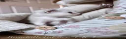 Ragdoll cats for sale: Champion bloodline Ragdoll kittens  in Mansfield - Advert 24