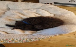 Maine Coon cats for sale: 3 maincoone x kittens - Image 5