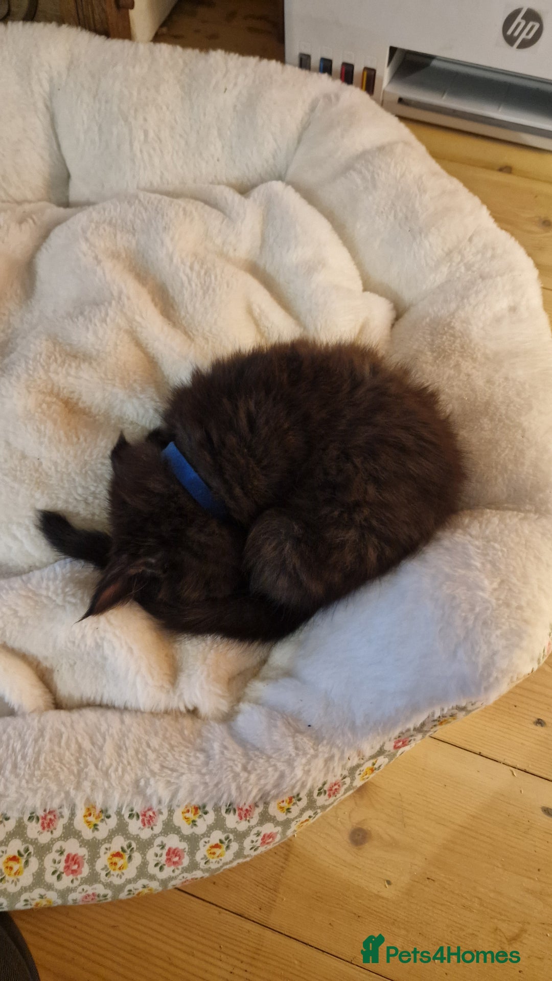 Maine Coon cats for sale: 3 maincoone x kittens - Image 5