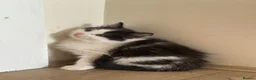 British Longhair cats for sale: 3 adorable kittens ready to go in Hornchurch - Advert 11