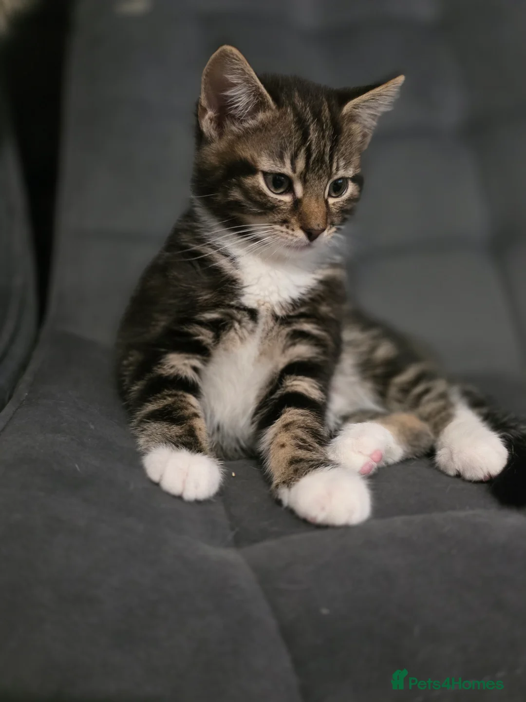 Mixed Breed cats for sale: Loveley Kittens looking for home - Advert 14