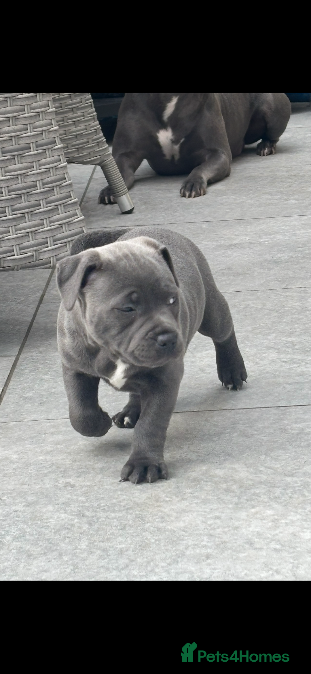 Staffordshire Bull Terrier dogs for sale: 🔷Top quality Pharaon puppy🔷 - Image 2