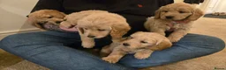 Mini Goldendoodle dogs for sale: Available from Monday  - Advert 2