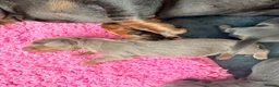 Miniature Dachshund dogs for sale: Beautiful blue/isabelle and tan puppies  - Advert 9