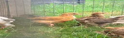 Mixed Breed poultry for sale: Bullets chickens Brahma  - Advert 7