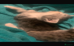 British Shorthair cats for sale: Rare silver tip British shorthair kittens - Advert 14