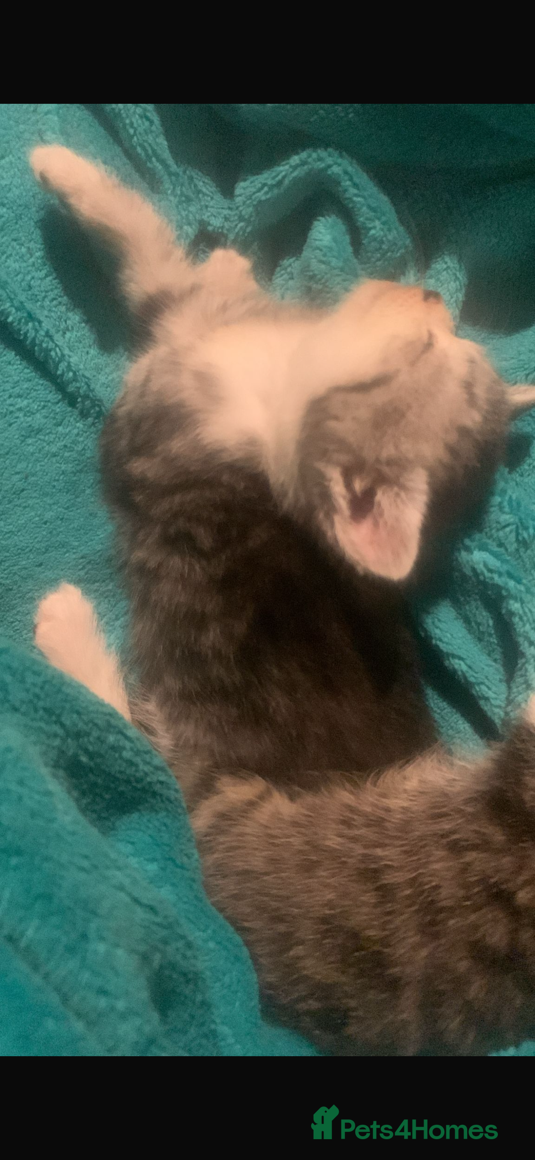 British Shorthair cats for sale: Rare silver tip British shorthair kittens - Advert 14