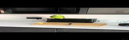 Parrots birds for sale: 10 month old blue fronted amazon in Bournemouth - Advert 6