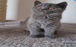 British Shorthair cats for sale: Tica Active registered Blue British Shorthair girl - Image 16