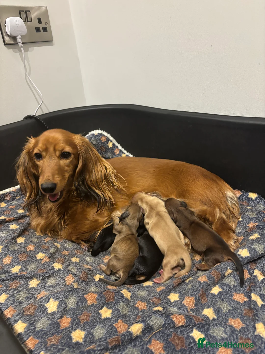 Miniature Dachshund dogs for sale: Long haired mini dachshunds  - Advert 1