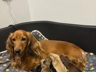 Miniature Dachshund dogs Long haired mini dachshunds - Advert 1