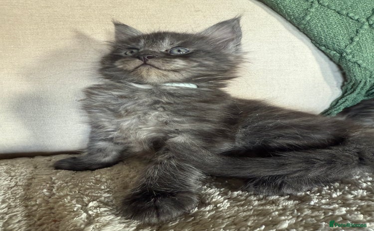 Maine Coon cats - Advert 6