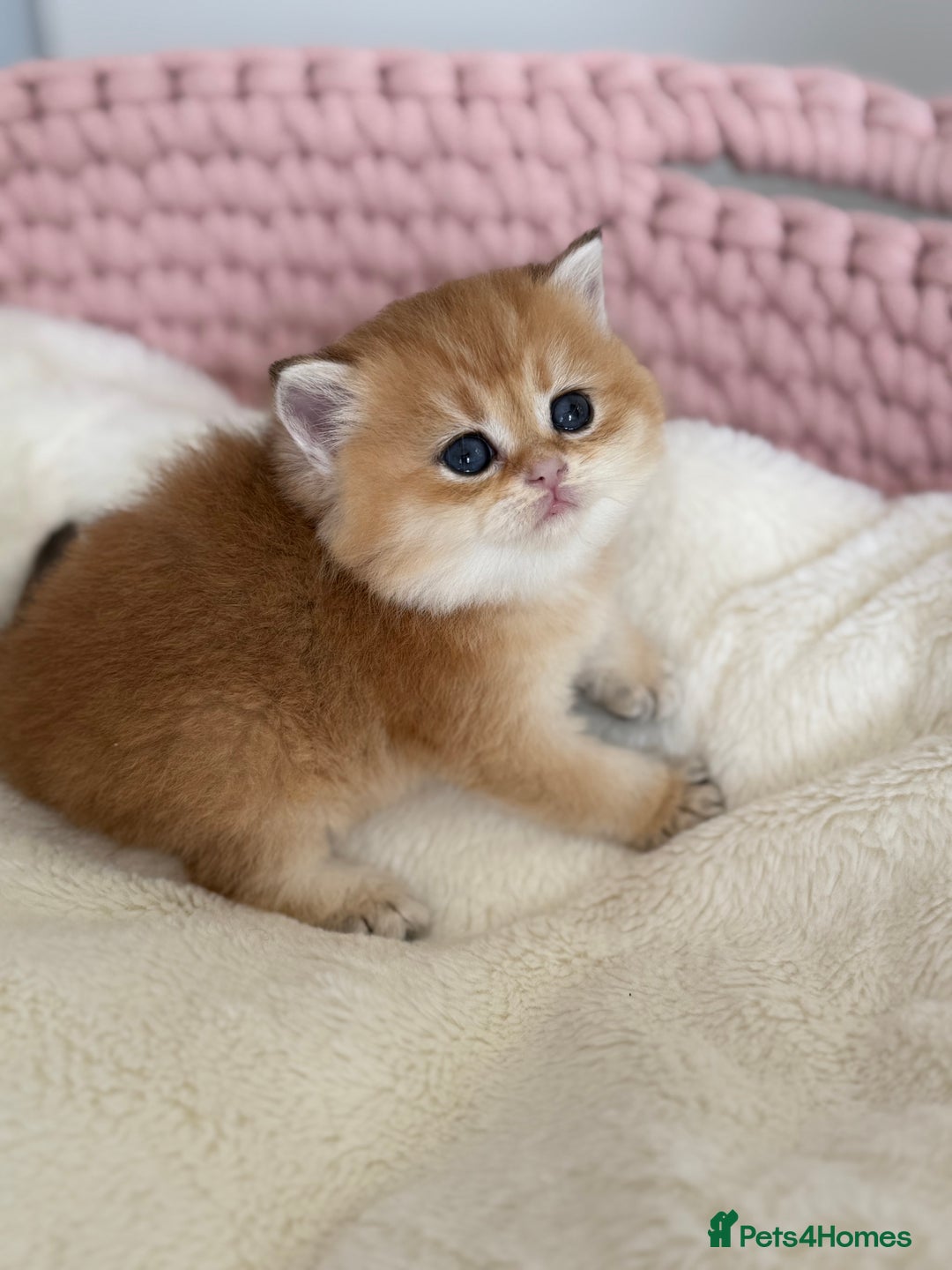 British Shorthair cats for sale: Golden Blue British Shorthair kittens  - Advert 22