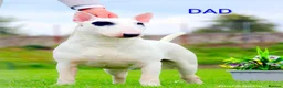 Bull Terrier dogs for sale: Bull terrier pups  - Advert 6