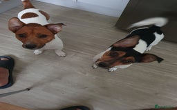Jack Russell dogs for sale: Jack Russell puppies  - Image 17