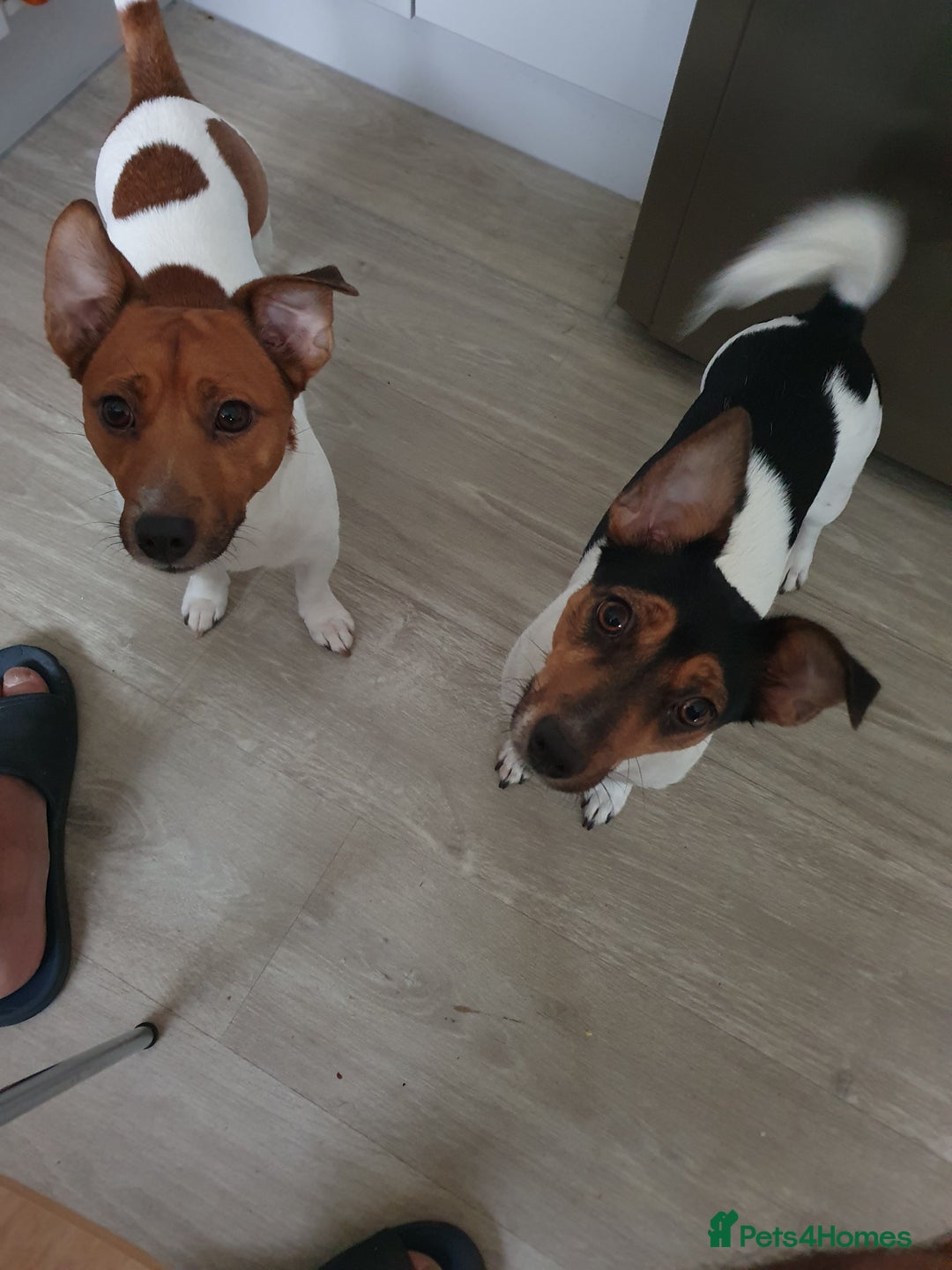 Jack Russell dogs for sale: Jack Russell puppies  - Image 17