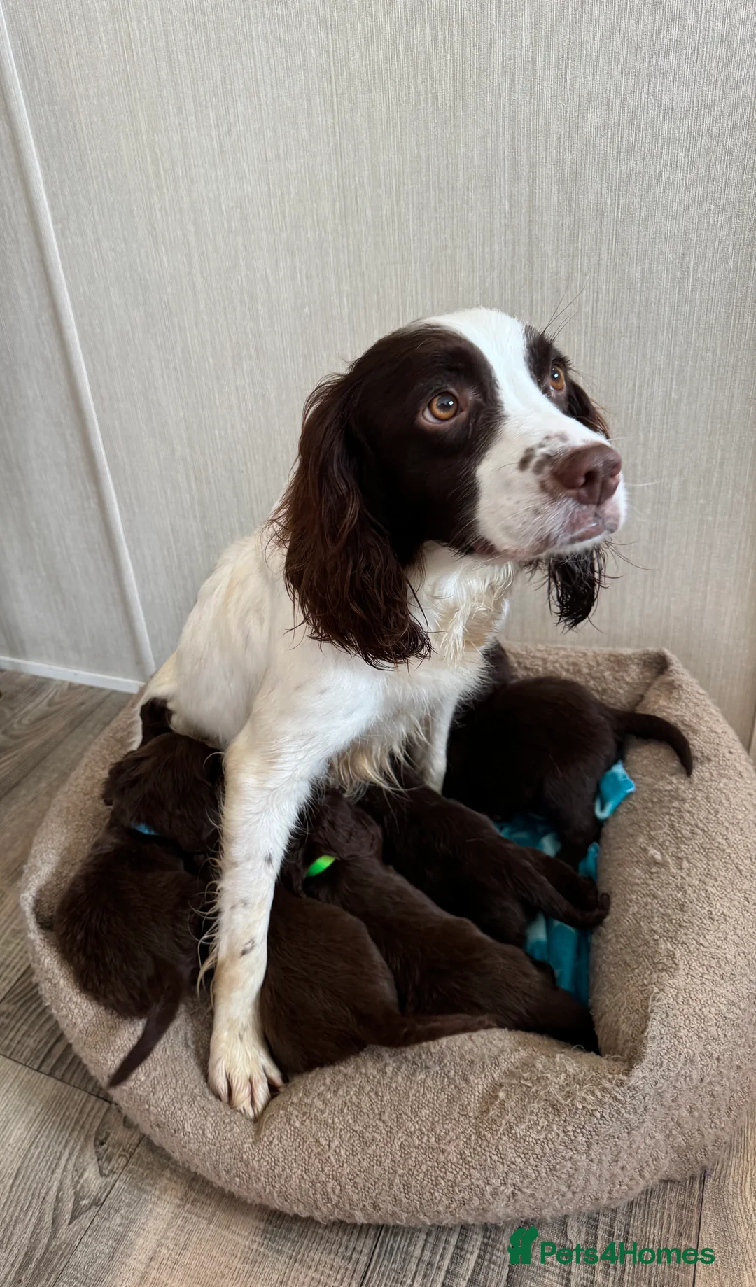 Sprocker dogs for sale: 1 F1 sprocker pups beautiful chocolate and white - Advert 3