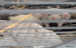 Rat rodents for sale: Rats & Rat Cage - Image 5