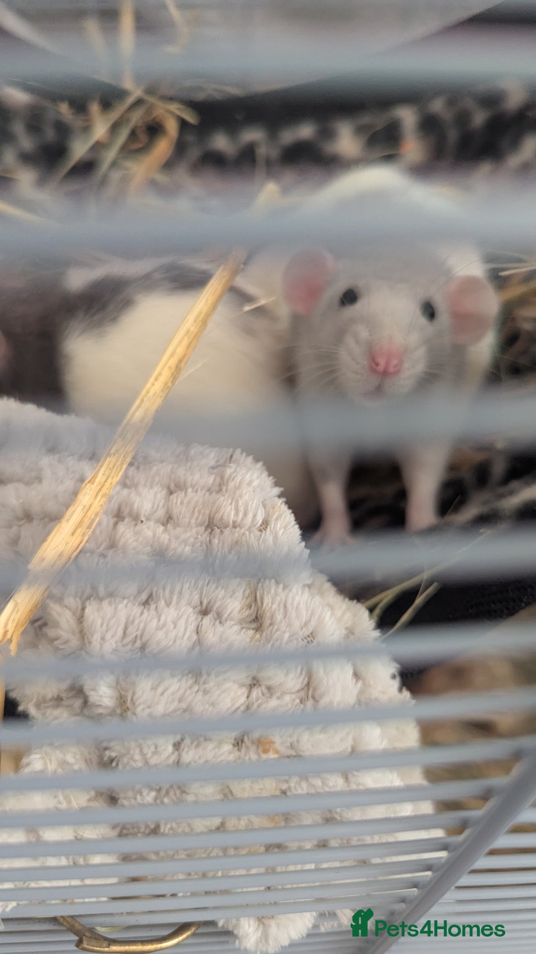 Rat rodents for sale: Rats & Rat Cage - Image 5