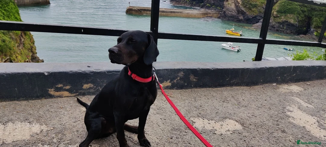 Mixed Breed dogs for sale: 4 Year old Male Vizsla/Cocker Spaniel  - Advert 15