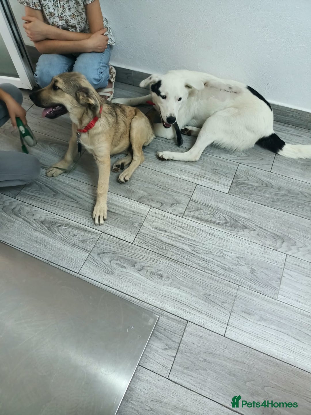 Mixed Breed dogs for adoption: 🌸 MEET BIANCA - a Gentle Girl for a Loving Family - Advert 4