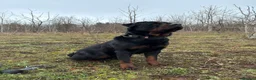 Rottweiler dogs for stud: Proven Rottweiler stud! - Advert 2