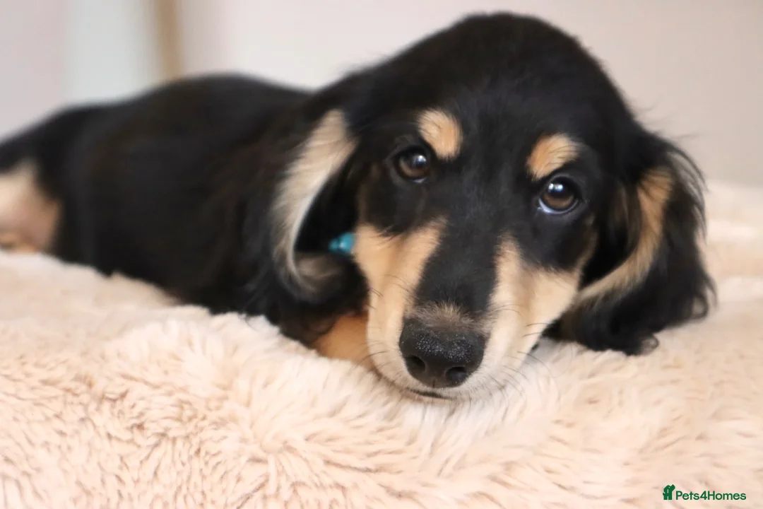 Miniature Dachshund dogs for sale: LONGHAIRED MINIATURE DACHSHUNDS  - Advert 1