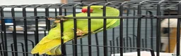 Parakeets birds for sale: Green ring neck parakeets  in Stockton-on-Tees - Advert 2