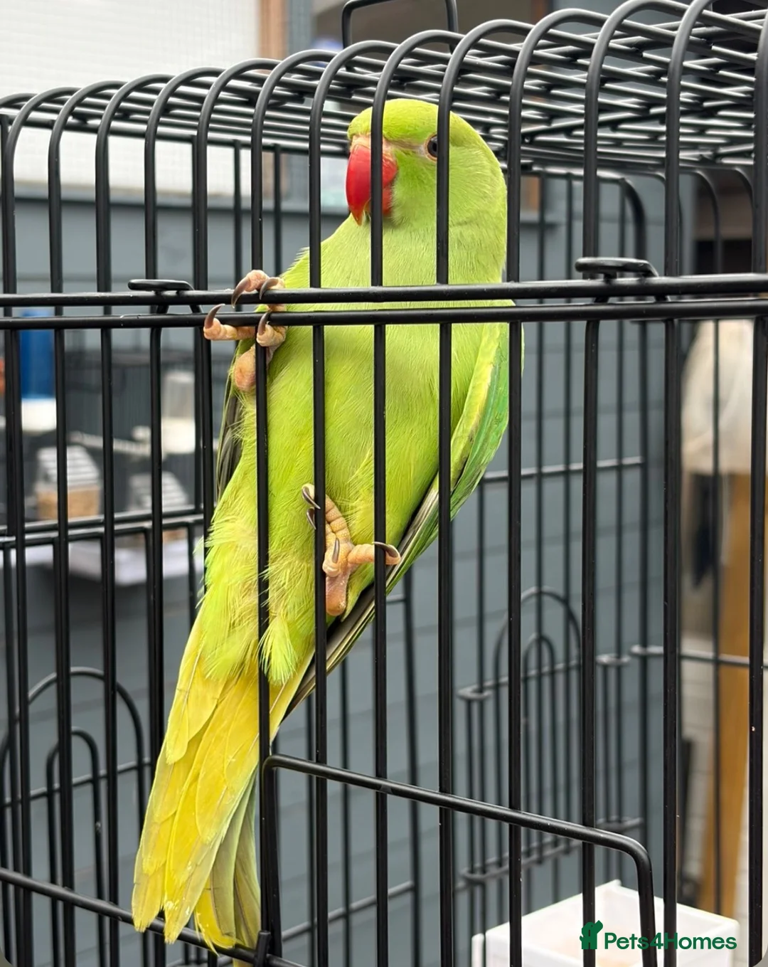 Parakeets birds for sale: Green ring neck parakeets  in Stockton-on-Tees - Advert 2